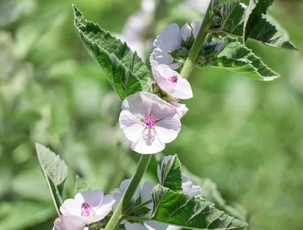 Vahşi çiçek bahçedeki Althaea ofisleri.