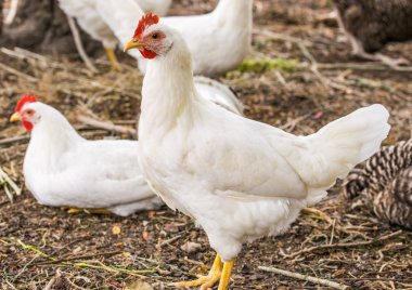 Chicken broilers. Poultry farm. White chicken walkinng in a farm clipart