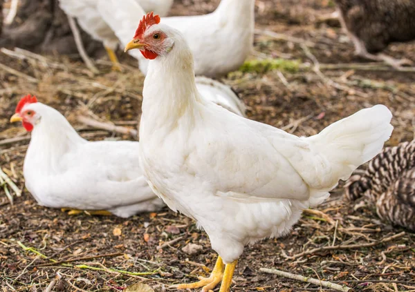 Kuřata brojlerů. Drůbeží farma. Bílé kuřecí walkinng na farmě — Stock fotografie