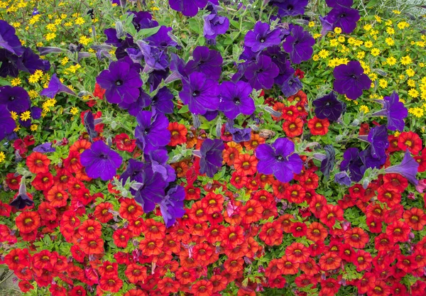 Parlak güneş ışığı closeup bir flowerbed çiçek açması parlak çiçekler. — Stok fotoğraf