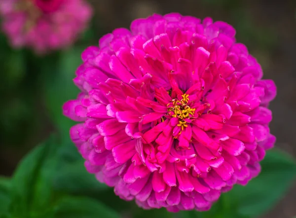 Die Blume ynicism rosa Farbe im Garten Blühender rosa Zynismus aus nächster Nähe. — Stockfoto