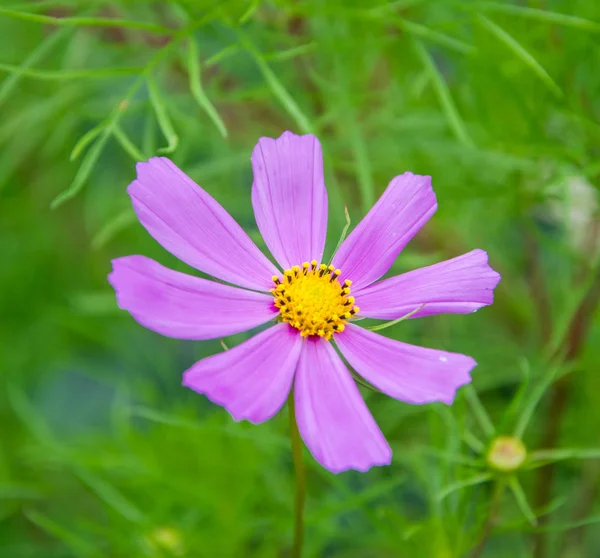 Purple, pink, cosmos flower in garden on green background. Close up pink cosmos flower as background.