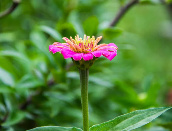 Der Blume Zynismus rosa Farbe im Garten. Blühender rosa Zynismus in der Nähe, Seitenansicht. — Stockfoto