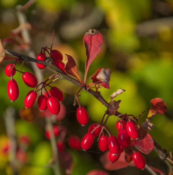 Cornus meyve. Kızılcık çilek kızılcık ağacının dalını üzerinde asılı olan. Kenan, kızılcık kiraz kızılcık. — Stok fotoğraf