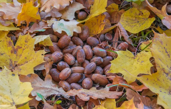 Makk Vértes. Őszi makk és a lehullott levelek a juhar és tölgy. Makk. Őszi háttér. — Stock Fotó