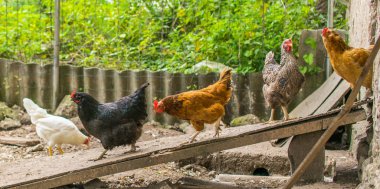 Domestic chickens walking in the backyard. Poultry coming out of the barn for a walk. clipart