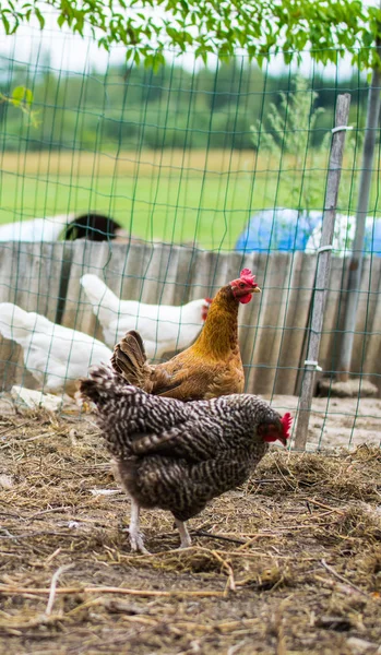 Lindas galinhas no quintal. Aves de capoeira. Galinha walkinng em um jardim de fazenda . — Fotografia de Stock