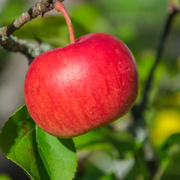 Sappig, rijp, rode appel opknoping op een tak in de tuin. Close-up van toepassing. — Stockfoto