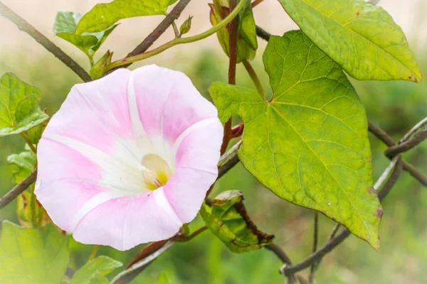 Egy virágzó Ipomoea alba, nevén Moonflower részlete. — Stock Fotó