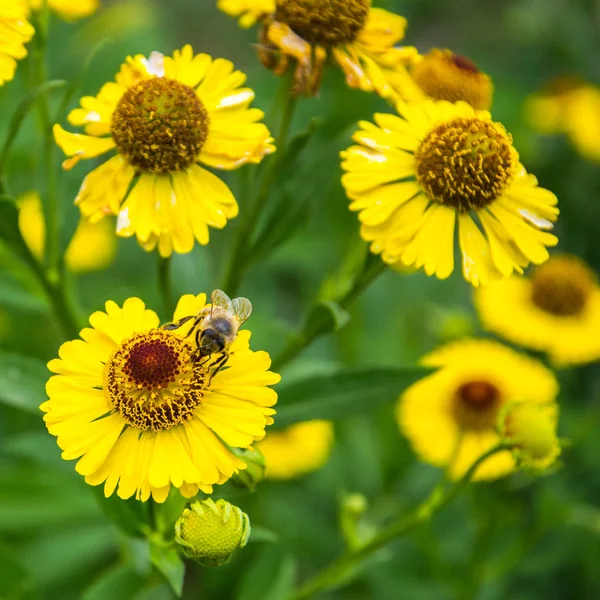 Pszczoła miodna siedzi na żółtym kwiatku w letni dzień. — Zdjęcie stockowe