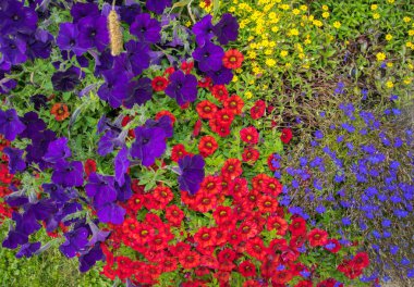 Parlak güneş ışığı closeup bir flowerbed çiçek açması parlak çiçekler.