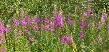 Çiçek açan sally çiçek alan. Çayır çiçeği söğüt-bitki.
