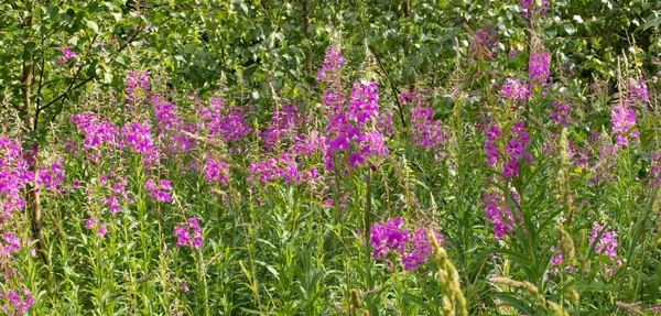 Campo de flores florescendo sally. Prado de erva de salgueiro de flor . — Fotografia de Stock