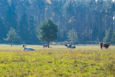 Karaca ayakta otlatma yakındaki ormanın kenarında, yatay sabah sis inekler.