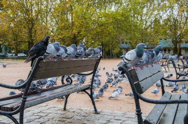 Şehir Parkı üzerinde oturan güvercin yağmurlu bir sonbahar gününde maliyet.
