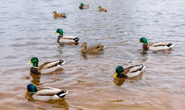 Три качки і шість дрейків пливуть у чистій воді . — стокове фото