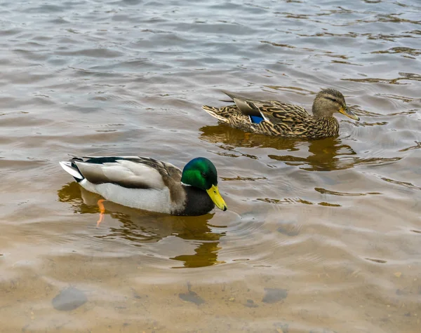 One duck and one drake swim in clear water.