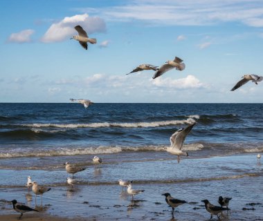 Mavi deniz üzerine uçan ve sığ sularda ayakta martılar.