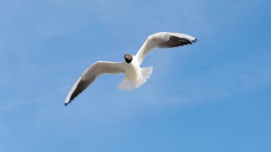 Uçan martı, Siyah başlı martı, Chroicocephalus ridibundus. Mavi bir gökyüzü altında uçan martı Siyah başlı.