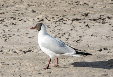 Karabaş martı ayakta kum ve dört gözle, yakın çekim.