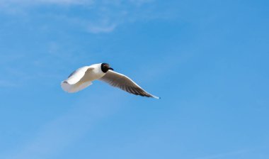 Uçan martı, Siyah başlı martı, Chroicocephalus ridibundus. Mavi bir gökyüzü altında uçan martı Siyah başlı.