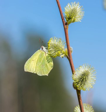 A blooming twig of willow and the first spring yellow butterfly. A spring butterfly sits on a palm bud. clipart