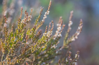 Calluna vulgaris, heather, ahşap arka planda her zaman yeşil çalı yakın plan.