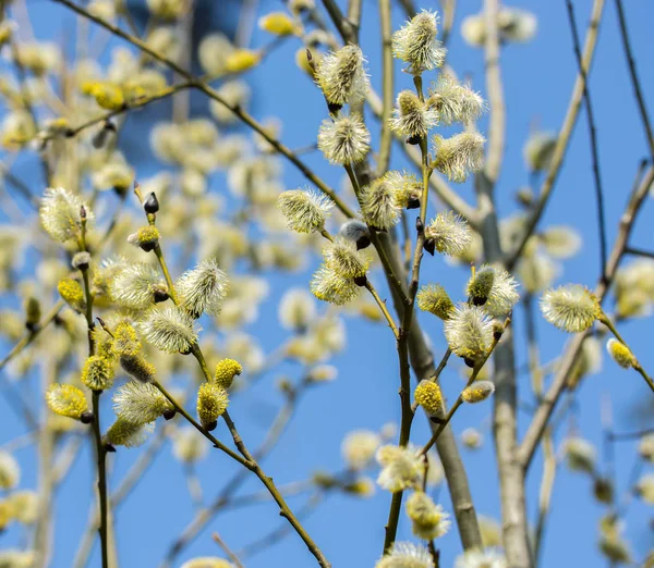 Квітучі гілки верби на яскравий сонячний весняний день . — стокове фото