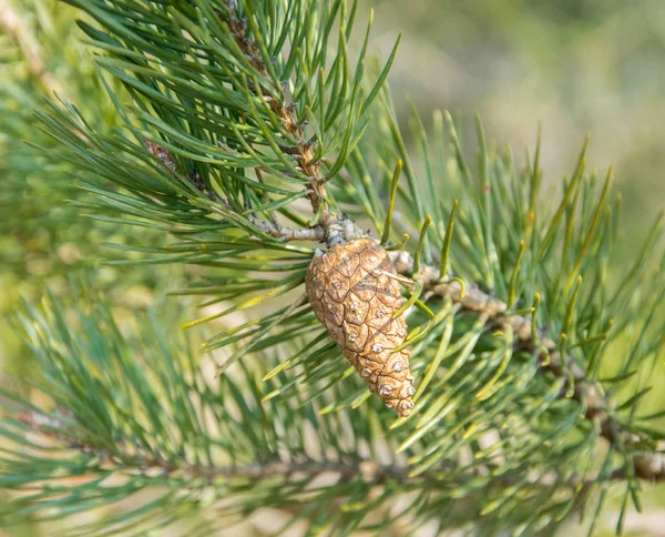 Grüner Kiefernzweig mit einem jungen Zapfen. — Stockfoto