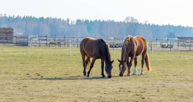 Çayırda iki at otluyor. Twain güzel atlar.