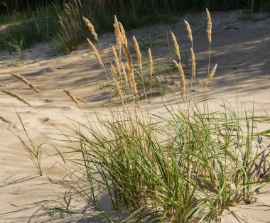 Sahil closeups sarı kumları üzerinde yeşil çim bitkiler. Yeşil çimen ve sarı kum.