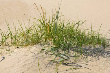 Sahil closeups sarı kumları üzerinde yeşil çim bitkiler. Yeşil çimen ve sarı kum.