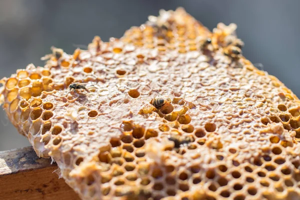 Vista de cerca de las abejas que trabajan en las celdas de miel — Foto de Stock