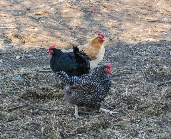 Lindas galinhas cinzentas no celeiro. Aves de capoeira. Galinha cinzenta passeando em um jardim de fazenda . — Fotografia de Stock