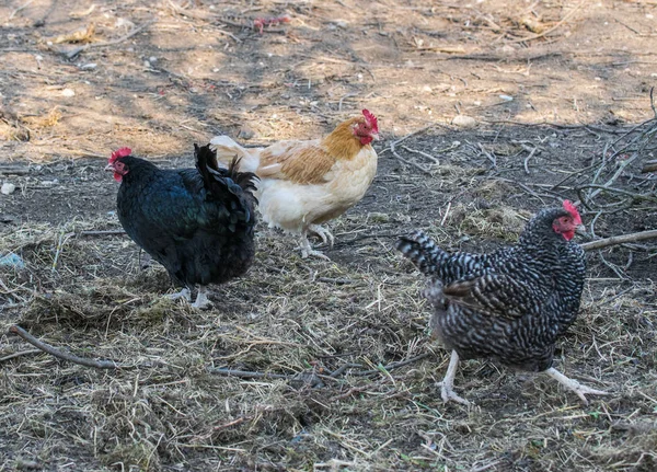 Lindas galinhas cinzentas no celeiro. Aves de capoeira. Galinha cinzenta passeando em um jardim de fazenda . — Fotografia de Stock