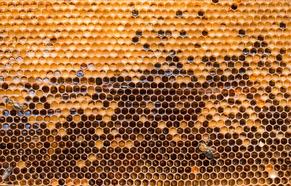 Marco de cera después de bombear miel de ellos, de cerca — Foto de Stock