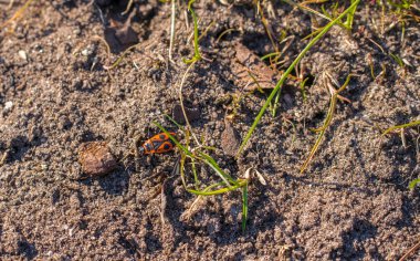 Latin adı Pyrrhocoris apterus ile kırmızı Beetle, makro