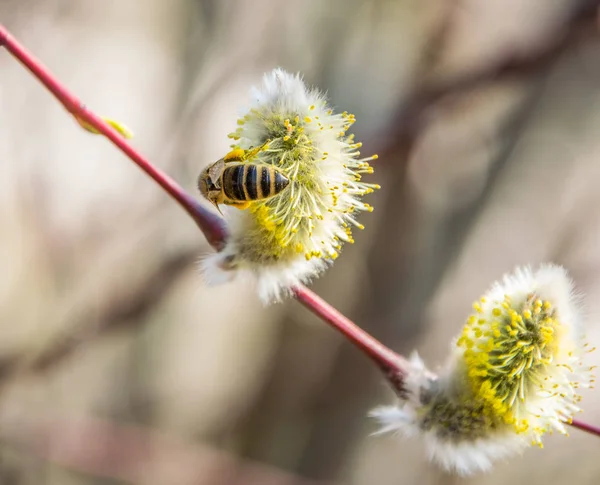 Pszczoła zbiera nektar z wierzby na jasny słoneczny dzień wiosny. — Zdjęcie stockowe