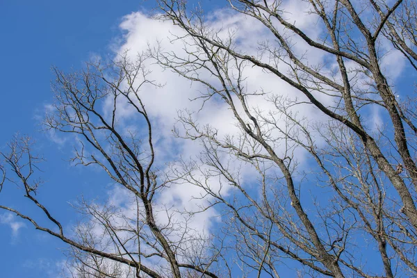 Прекрасные белые облака и весенние деревья против голубого неба . — стоковое фото