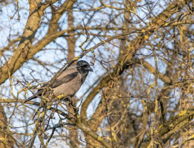 Karga erken ilkbaharda yaprakları olmadan güzel bir pitoresk dallı ağaç üzerinde oturur.