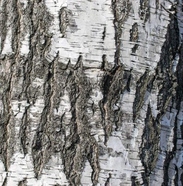 背景从桦树的树皮 — 图库照片