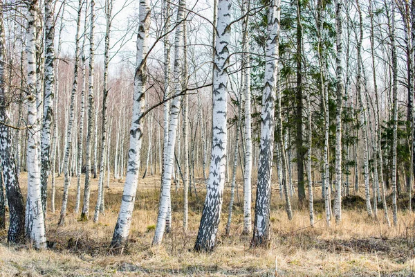 Birch grove in early spring. Spring landscape — Stock Photo, Image