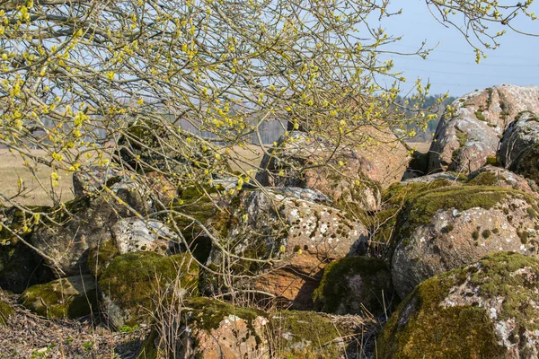 이른 봄, 들판 가장자리에 이끼로 덮인 돌 더미. — 스톡 사진