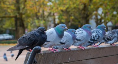 Şehir Parkı üzerinde oturan güvercin yağmurlu bir sonbahar gününde maliyet
