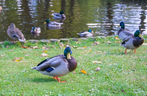 Erpel ruht an einem Sommertag am Ufer eines Teiches — Stockfoto