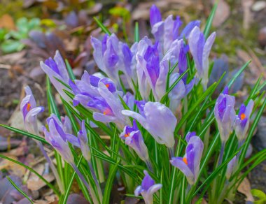 Erken bahar ile açık pembe çiğdem çiçek halı. Çiğdem Iridaceae .