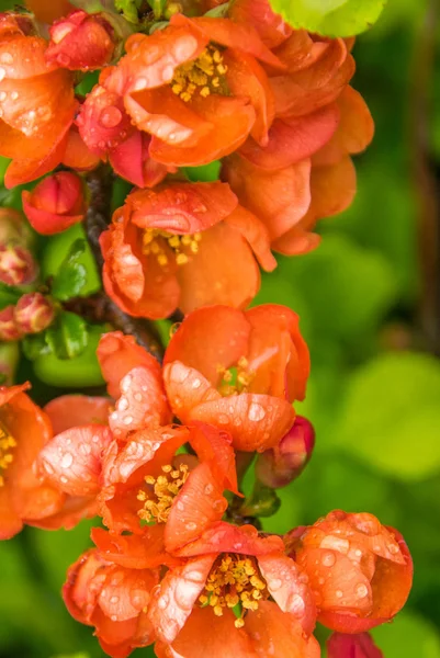 Virágzó japán Birsalma, ágak Chaenomeles japonica gyönyörű virágok egy esős napsütéses napon. — Stock Fotó