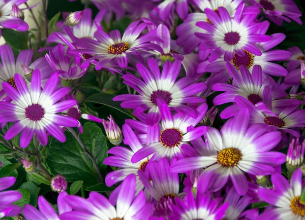 Schöne weiße und lila Ascherablüten im Garten — Stockfoto