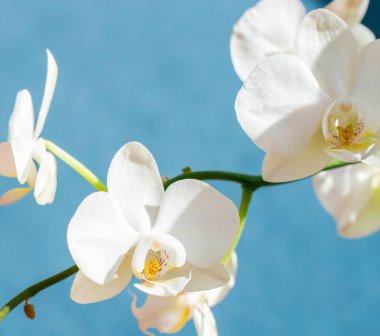 Yumuşak mavi arka plan üzerinde güzel beyaz orkide çiçek.