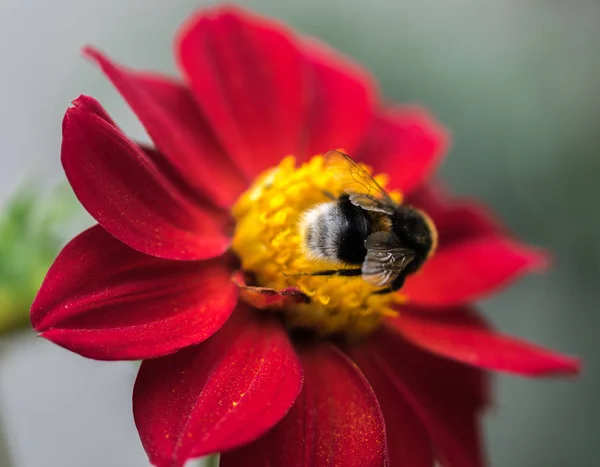 Humblee-bee sitting on a single red Dahlia flower in a garden